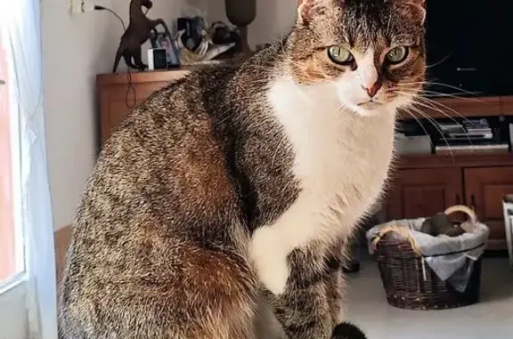 Animaux perdus Betschdorf, photo: Chatte tricolore perdue à Betschdorf