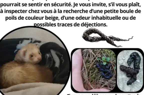 Animaux perdus Auterive, photo: Furet beige perdu à Auterive