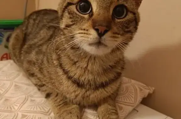 Chat trouvé Privas, photo: Jeune chat mâle trouvé à Privas