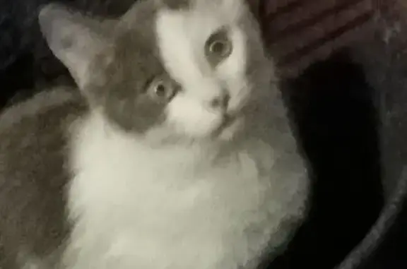 Animaux perdus Mondeville, photo: Chat perdu : Nouchka, gris et blanc