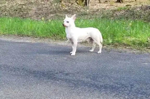 Chihuahua blanc trouvé à Traînou - photo