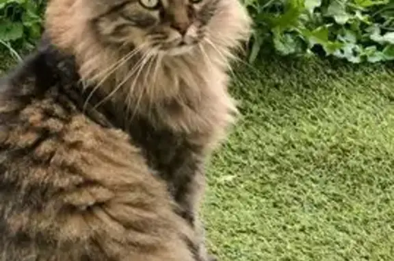 Chat perdu à Bresles, rue du Petit Chantilly - photo