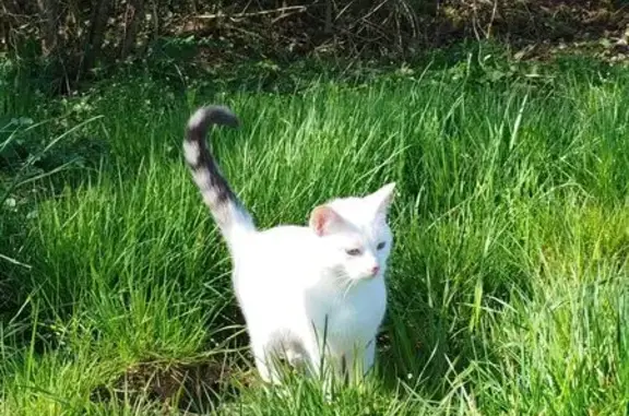 Chat perdu, , photo: Chat perdu Coisevaux: blanc, queue tigrée