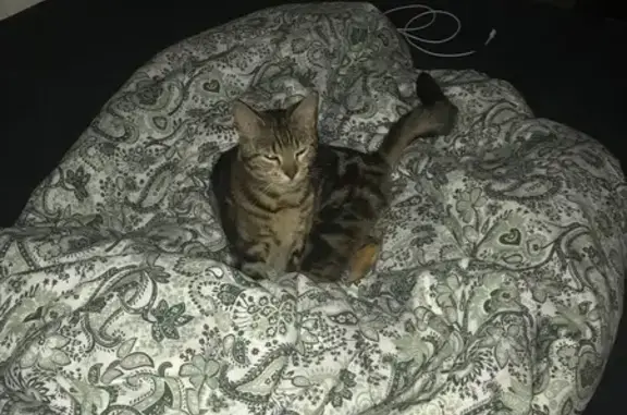 Animaux trouvés Saint-Philbert-de-Grand-Lieu, photo: Petite chatte tigrée câline trouvée
