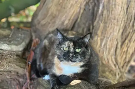 Animaux perdus Buxières-les-Mines, photo: Chatte écaille disparue à Buxières-les-Mines