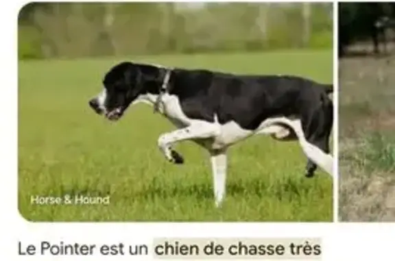 Chien trouvé Nouvelle-Aquitaine, photo: Pointer noir et blanc trouvé à Saint-Jean-d'Illac
