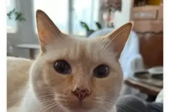 Animaux perdus , photo: Chat crème perdu, collier bleu à Saint-Hilliers