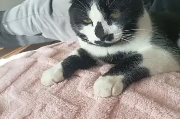 Chat noir et blanc perdu à Montaren - photo