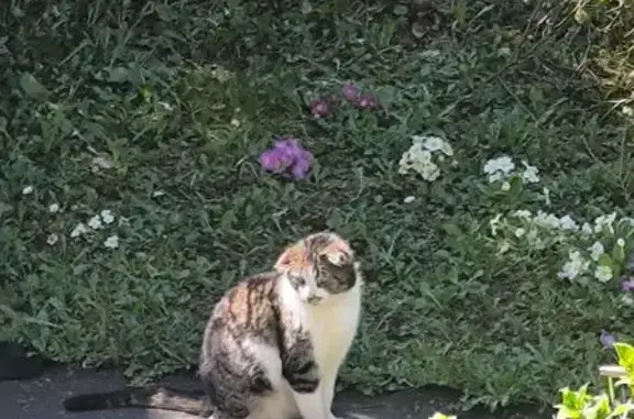 Animaux trouvés Charleville-Mézières, photo: Chat gris-blanc trouvé avec collier