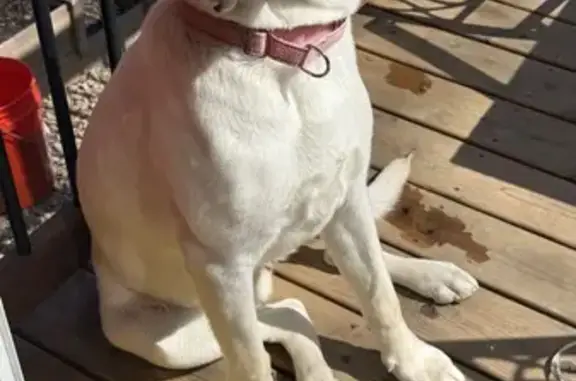 Lost White Dog with Green Eye in Maple Grove
