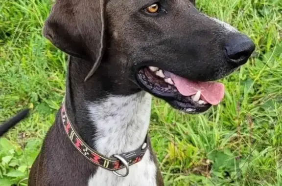 Chien perdu à Sotteville, près de la forêt - photo