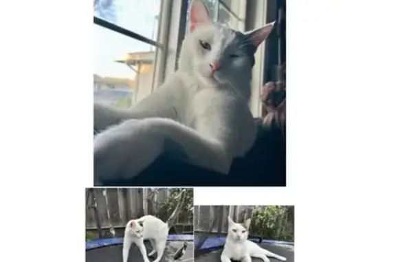 Lost: Friendly White Cat, Gray Tail