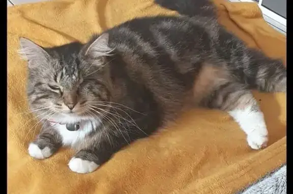 Chat perdu, Guichen, photo: Chatte tigrée borgne perdue à Guichen
