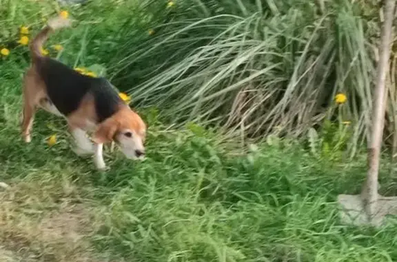 Chien trouvé Montbazon, photo: Beagle marron blanc trouvé à Montbazon