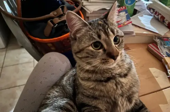 Chat perdu, Auch, photo: Chatte tigrée disparue à Auch, Chemin Baron