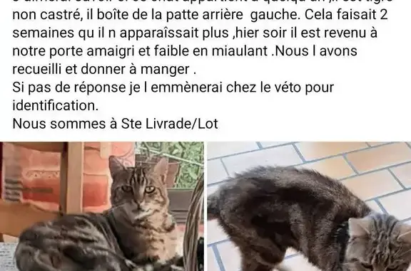 Chat trouvé Sainte-Livrade-sur-Lot, photo: Chat mâle marron trouvé affaibli à Sainte-Livrade