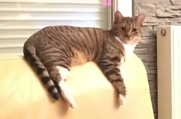 Chatte tigrée 8 ans perdue à Montsauche - photo
