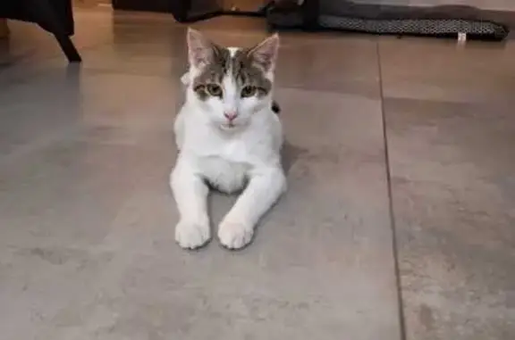 Chat perdu, Cusy, photo: Chat mâle castré disparu à Cusy