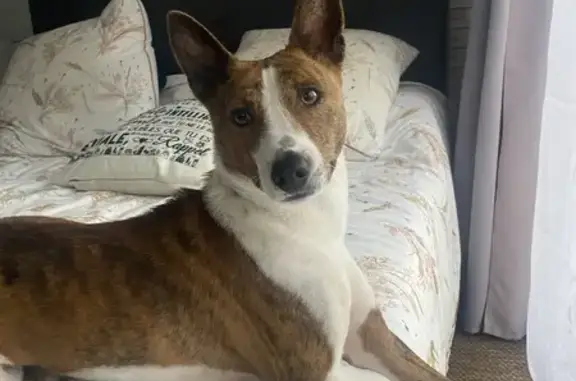 Chien perdu Grenoble, photo : Basenji mâle perdu à Grenoble