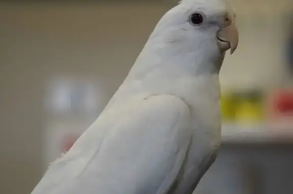 Animaux perdus La Ferté-Saint-Aubin, photo: Oiseau perdu à La Ferté-Saint-Aubin