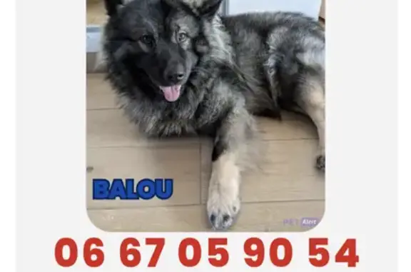 Chien perdu , photo : Chien mâle noir perdu à Montsûrs