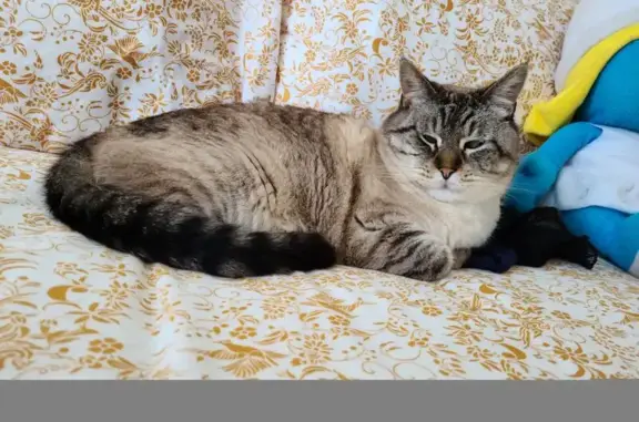 Chat beige tabby disparu au Guilvinec - photo