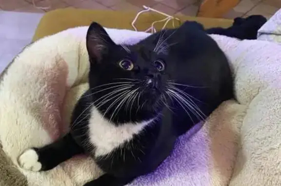 Animaux perdus , photo: Chatte noire disparue à Lavilletertre