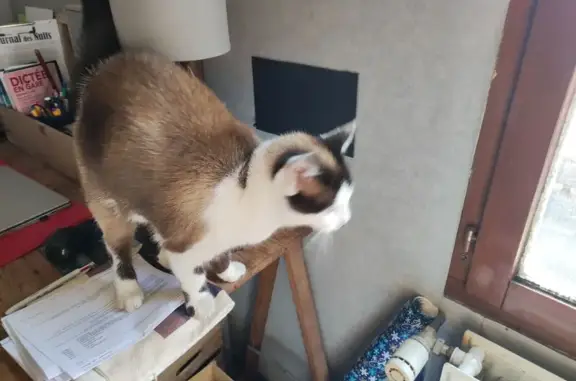 Chatte trouvée Rue de Rouen, Amiens - photo
