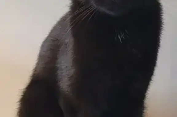 Chat noir Bombay 2 ans disparu à Sainte-Euphémie - photo