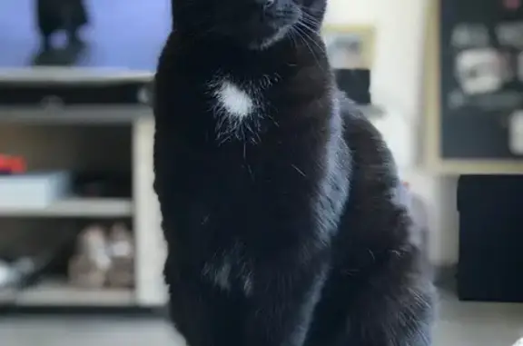 Chat perdu : queue blanche, allergie pattes - photo