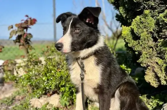 Chien perdu , photo : Border collie perdu à Lieudieu
