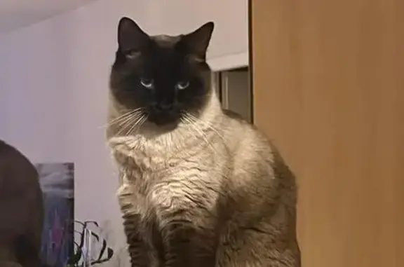 Chat perdu à Culoz-Béon, Avenue Falconnier - photo