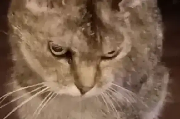 Animaux perdus Saint-Jean-de-Braye, photo: Chatte âgée malade perdue à St-Jean-de-Braye