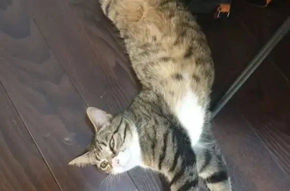 Chat mâle tigré perdu, Les Sables-d'Olonne - photo