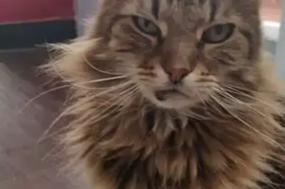 Animaux perdus Bordeaux, photo: Chat tigré Zazou perdu à Talence
