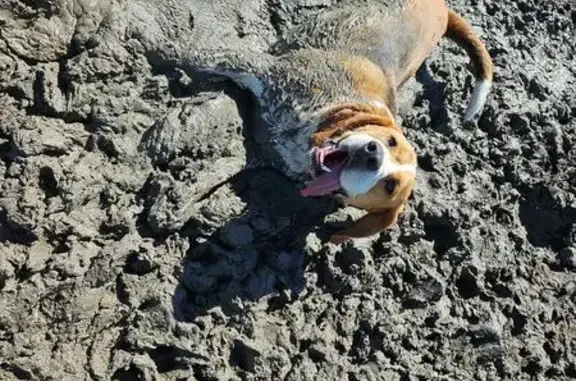 Beagle beige et brun trouvé à Mur-sur-Allier - photo
