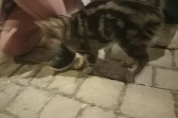 Chatte amicale trouvée au Rouret - photo