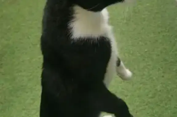Misha, chat noir et blanc perdu à Blausasc - photo