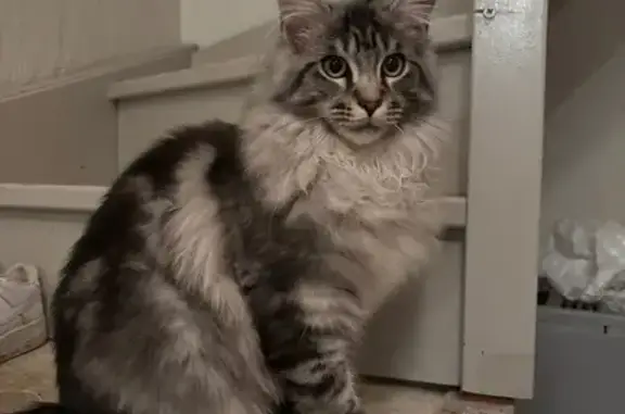 Chat maine coon gris perdu à St-Jean-du-Cardonnay - photo