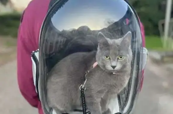 Animaux perdus Saverne, photo: Chatte grise perdue à Saverne