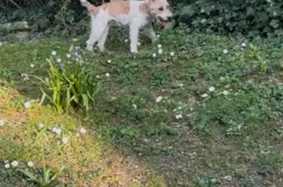 Chien trouvé Argenteuil, photo: Chien errant dans jardin à Argenteuil