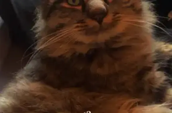 Chat perdu, , photo: Chat perdu, mâle non tatoué, Favars