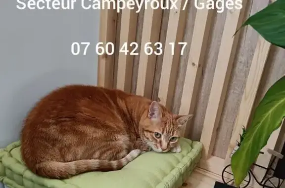 Chat perdu, La Loubière, photo: Chat perdu Rue des Baissassous, 302