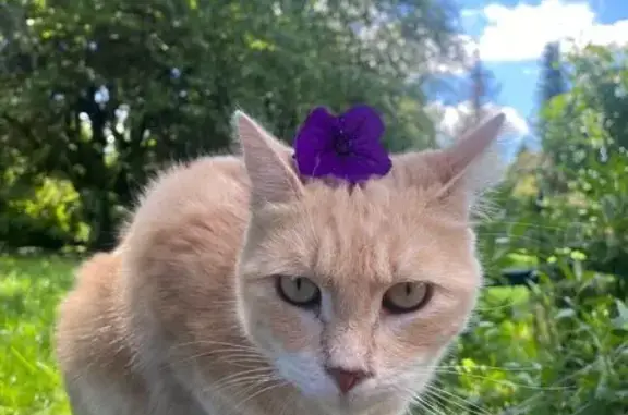 Chatte rousse disparue à Haucourt-Moulaine - photo