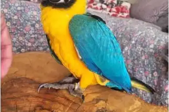 ¡Guacamayo Ara Perdido en Ganzo!