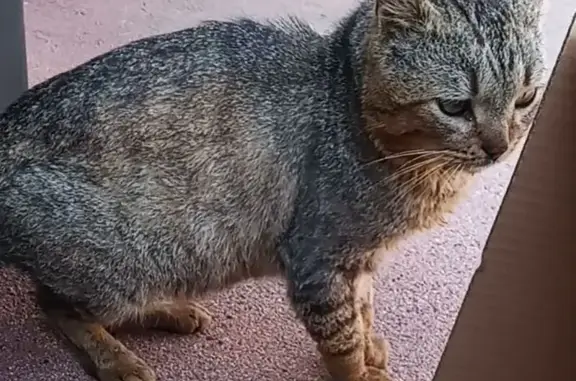 Chat mâle âgé trouvé amaigri à St-Étienne - photo