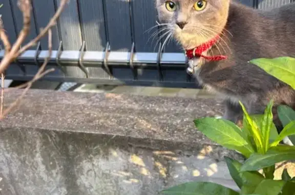 Chat trouvé Rue d'Espagne, Roubaix - photo