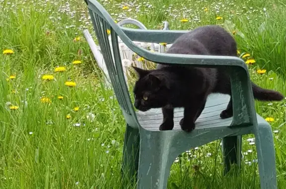 Chat noir perdu, yeux jaunes, Cahors - photo