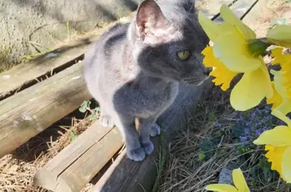 Chat femelle grise blessée trouvée rue 342 - photo