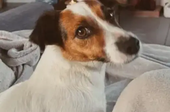 Chien perdu à Jau-Dignac-et-Loirac - photo